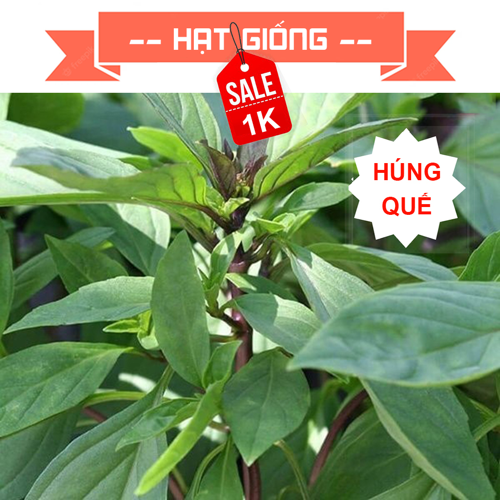 Hạt giống rau húng quế (húng chó)