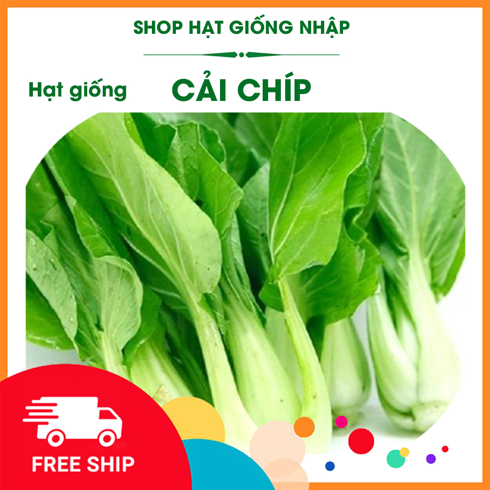 Hạt giống rau cải chíp (cải thìa - cải chít)