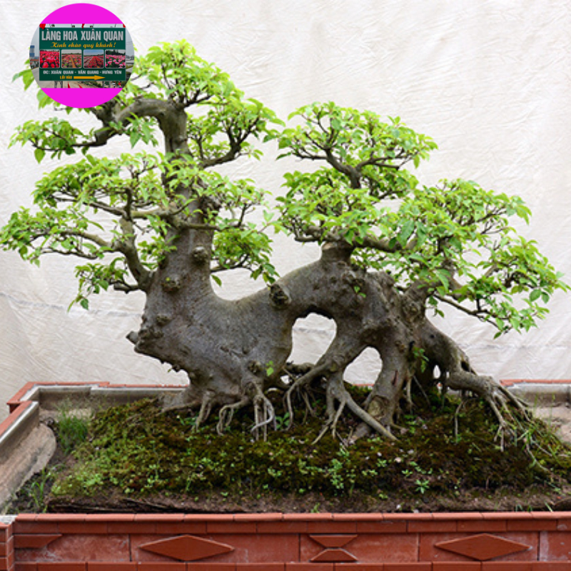 Cây Sung Bonsai cây cao khoảng 25-35 cm mang ý nghĩa của sự trọn vẹn, đầy đủ, đem nhiều tài lộc đến cho gia chủ.