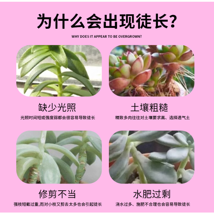 Chai 100ml - Phân bón Tăng màu sắc, da sáng, kiểm soát thân dài, phát triển chiều ngang thân dầy và lá đầy đủ