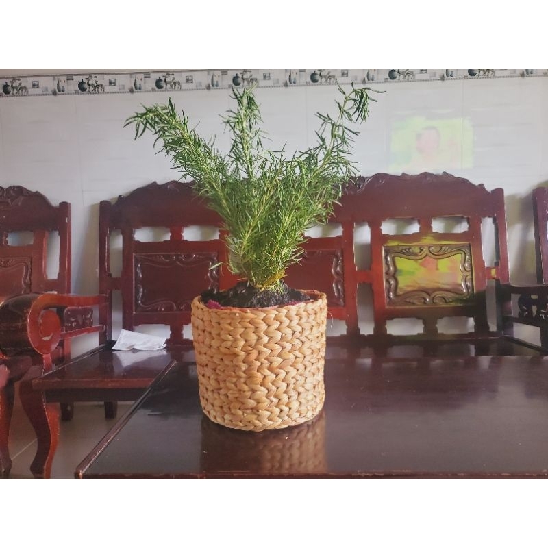 Giỏ sọt đa năng trang trí - để bàn - chụp ảnh giá siêu rẻ