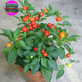 Cây ớt nhật hay còn gọi là quất nhật đang hoa và quả tròn cây cao khoảng 25 -30 cm, vừa làm cảnh vừa ăn được
