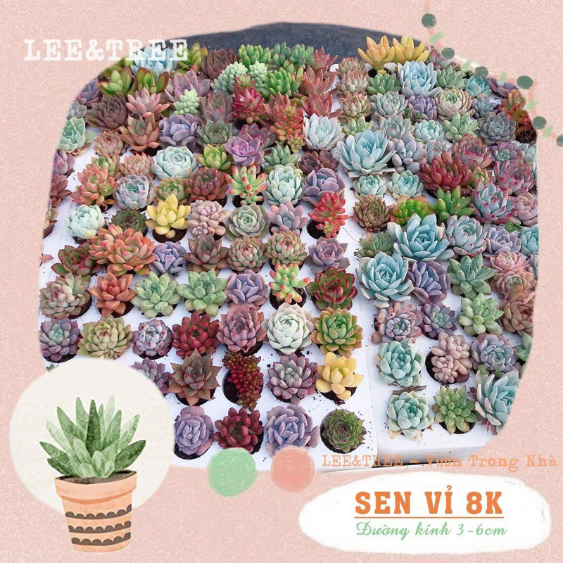SEN ĐÁ VỈ TIỆM LEE