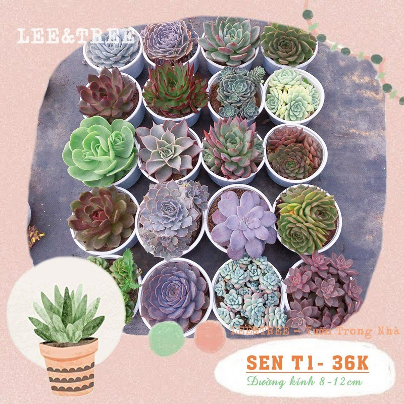 SEN ĐÁ TRUNG cỡ T1(8-12cm) Tiệm LEE