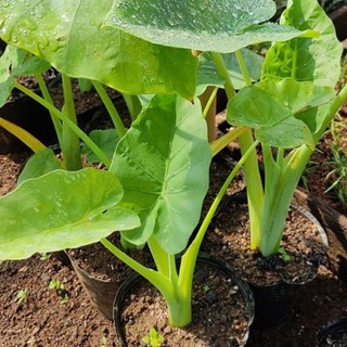 1 bầu Cây bạc hà hay Cây dọc mùng