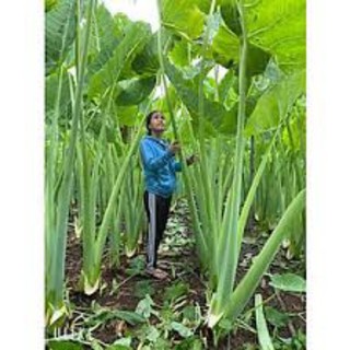 1 bầu Cây bạc hà hay Cây dọc mùng