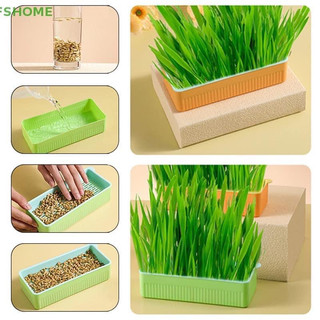 Bộ trồng cỏ thuỷ sinh dành cho mèo