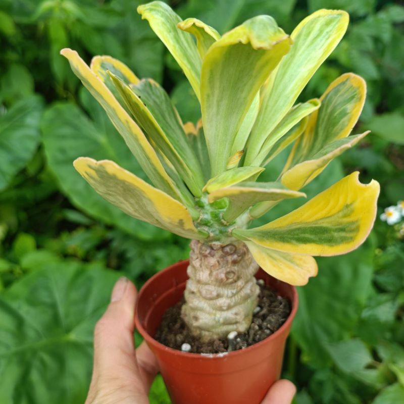 Sale++ Xương Rồng Ngọc Kỳ Lân Siêu Đẹp.