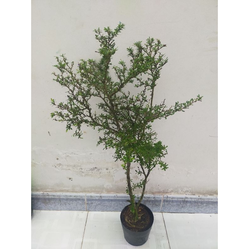 Cây linh sam 86 lá rí, tạo bonsai, siêu dễ trồng dễ