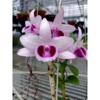 Nù tam bố thân mập