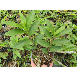 PHI ĐIỆP HÒA BÌNH HOA CÁNH SÁP
