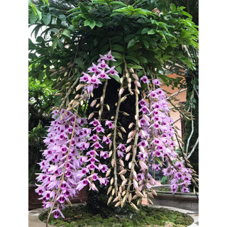 HOA LAN PHI ĐIỆP HÒA BÌNH