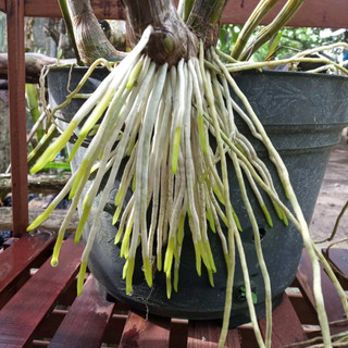 Siêu Lân Nhập Khẩu BỈ P55
