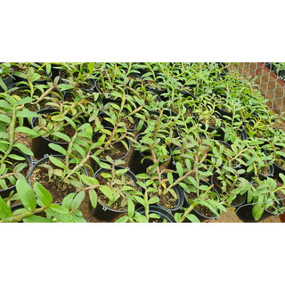 Hoa Lan Dã  hạc daklay  2 năm tuổi