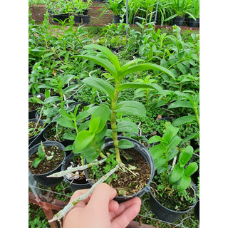 HOA LAN PHI ĐIỆP HÒA BÌNH