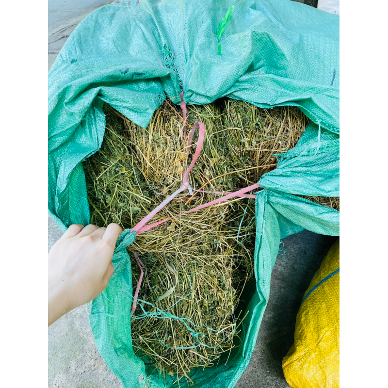 CÂY TẦM BÓP dây leo khô loại 1, mới, đẹp, vàng  1kg