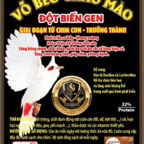 CÁM CHÀO  MÀO SINH SẢN LÃO ĐẠI