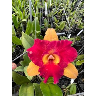 Hoa Lan Cattleya người đẹp Khánh Minh