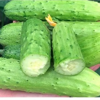 Hạt giống dưa chuột nếp non shuzi f1