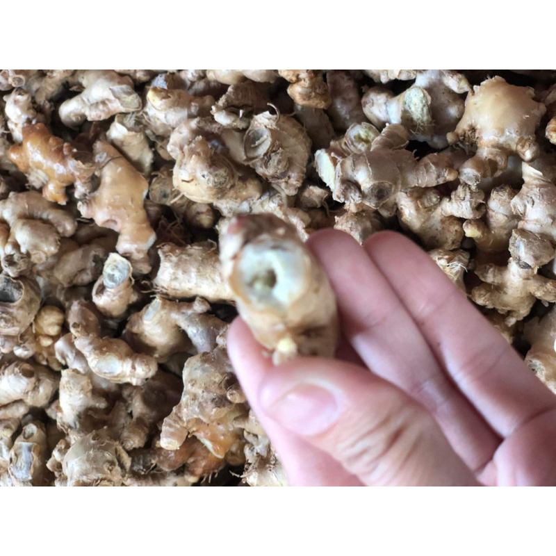 3kg củ gừng gió tươi nguyên cũ