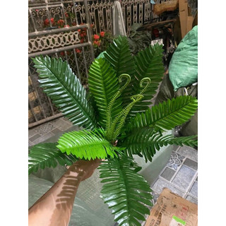Cây vạn tuế giả,cụm vạn tuế vải cụm vạn tuế nhỏ