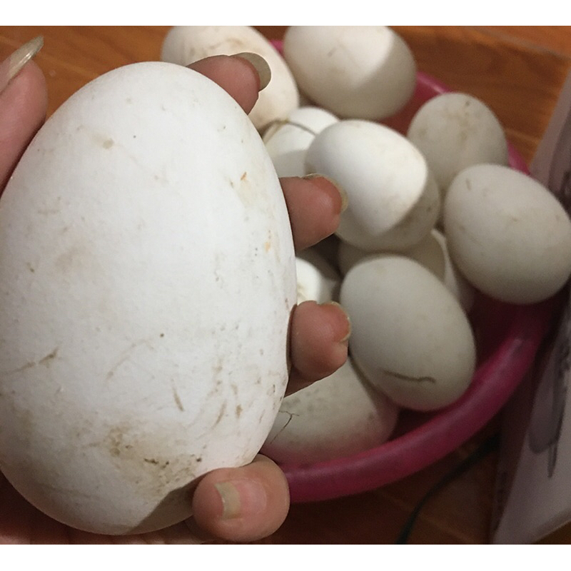 TRỨNG NGỖNG SO NHÀ NUÔI