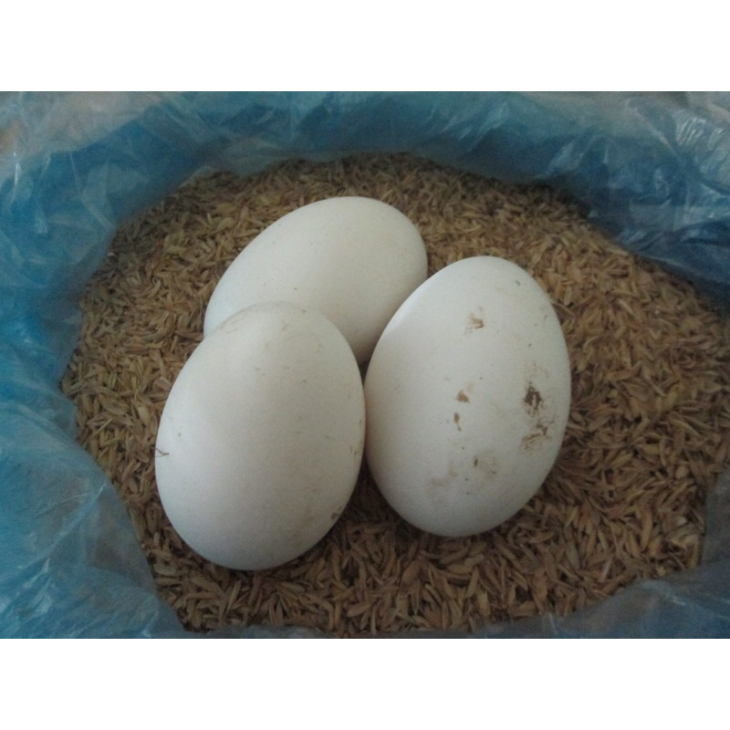 TRỨNG NGỖNG SO NHÀ NUÔI