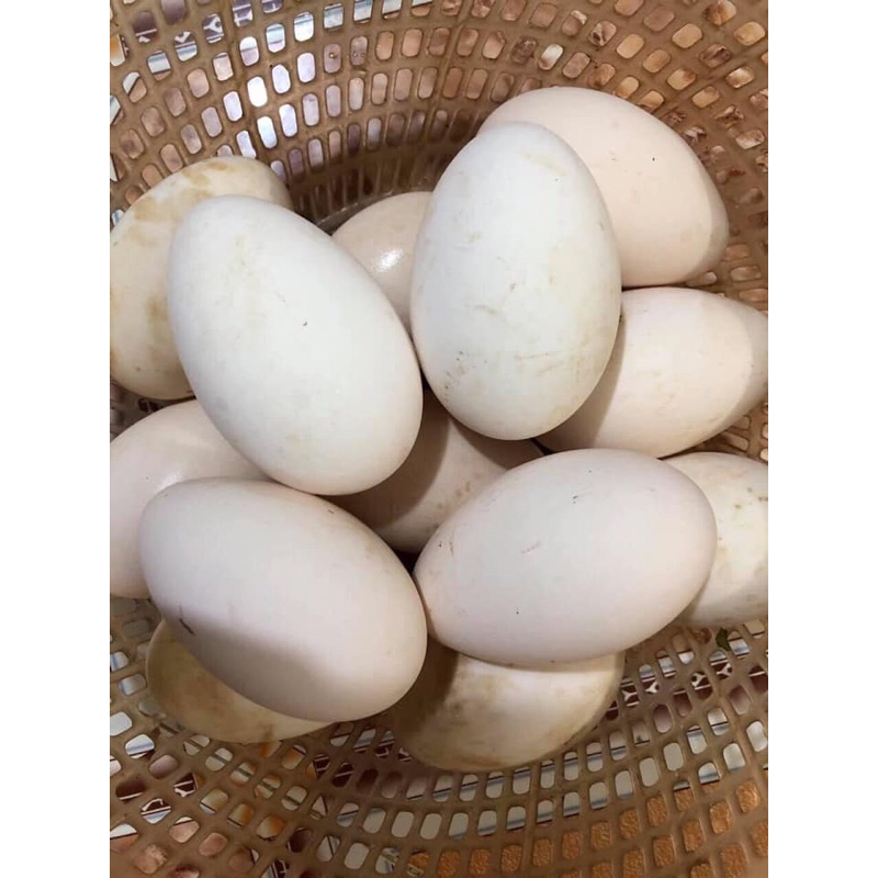 TRỨNG NGỖNG SO NHÀ NUÔI