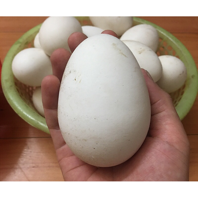 TRỨNG NGỖNG SO NHÀ NUÔI