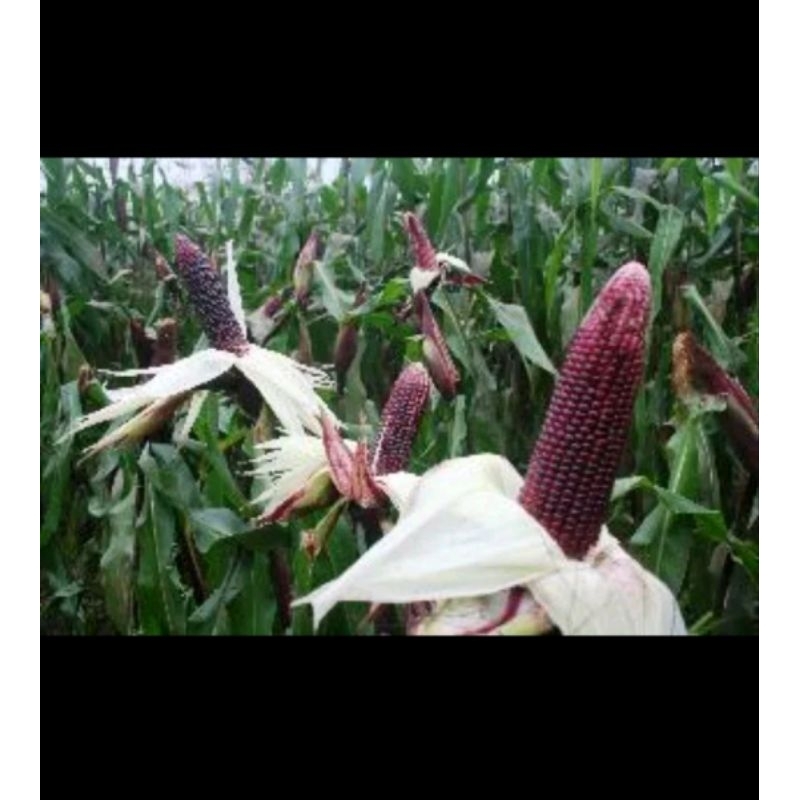 Hạt giống Ngô Tím Nữ Hoàng 30H