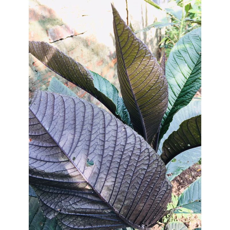 Lá tươi khôi tía ( khôi nhung ) 0,5kg