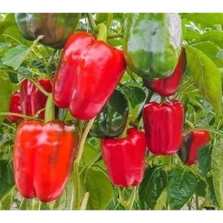 hạt giống ớt chuông ngọt f1 🤗🤗 nảy mầm cực đỉnh💥💥 chất lượng cao