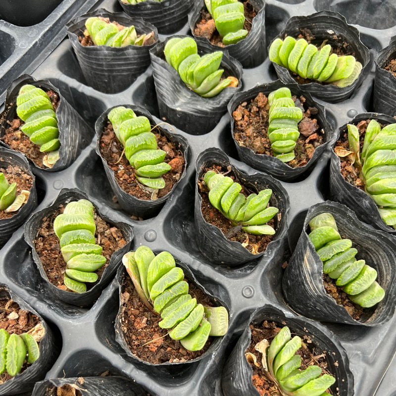 Cây sen đá Hawothia truncata size bầu 3-4cm, cây cảnh trang trí nhà cửa THUANPHAT GARDEN