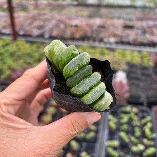   CÓ GIÁ SỈ  sen đá Hawothia truncata size bầu 3-4cm 