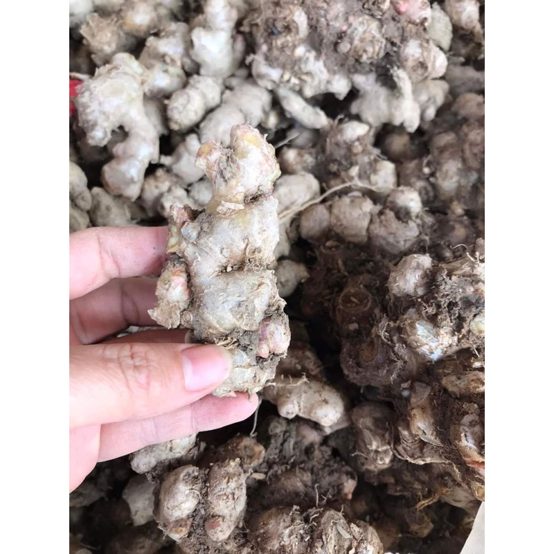 3kg củ gừng gió tươi nguyên cũ