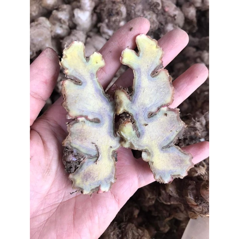 3kg củ gừng gió tươi nguyên cũ