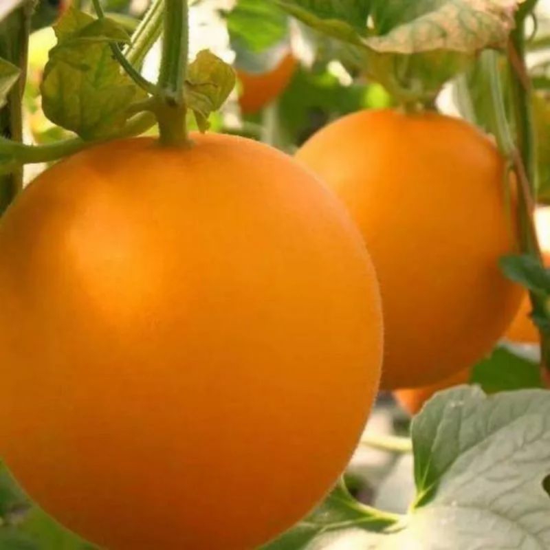 HẠT GIỐNG DƯA LÊ KIM HOÀNG ĐẾ F1 THÁI LAN