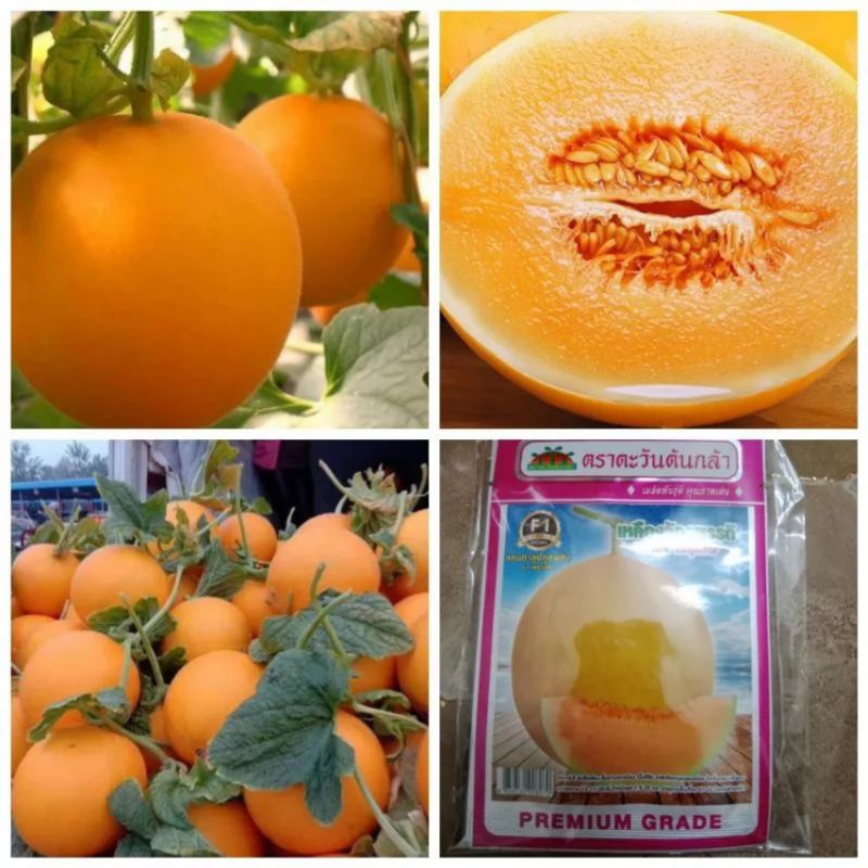 HẠT GIỐNG DƯA LÊ KIM HOÀNG ĐẾ F1 THÁI LAN