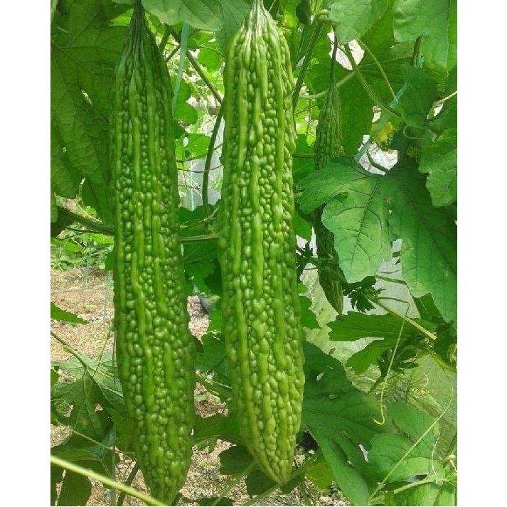 Gói 5 hạt giống mướp đắng Yami - tỷ lệ nảy mầm 90%