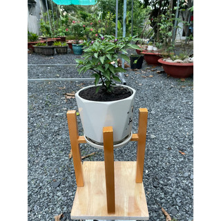 Kệ decor, Kệ trang trí, Kệ đê chậu hoa, Kệ sắt đê cây cảnh, Kệ Để Chậu Hoa Cây Cảnh