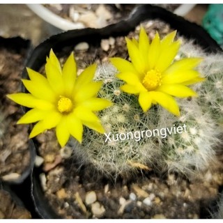 Xương rồng Mammi baulmi hoa vàng chanh thơm mùi hương chanh cây đơn, bụi rễ chính chủ ạ
