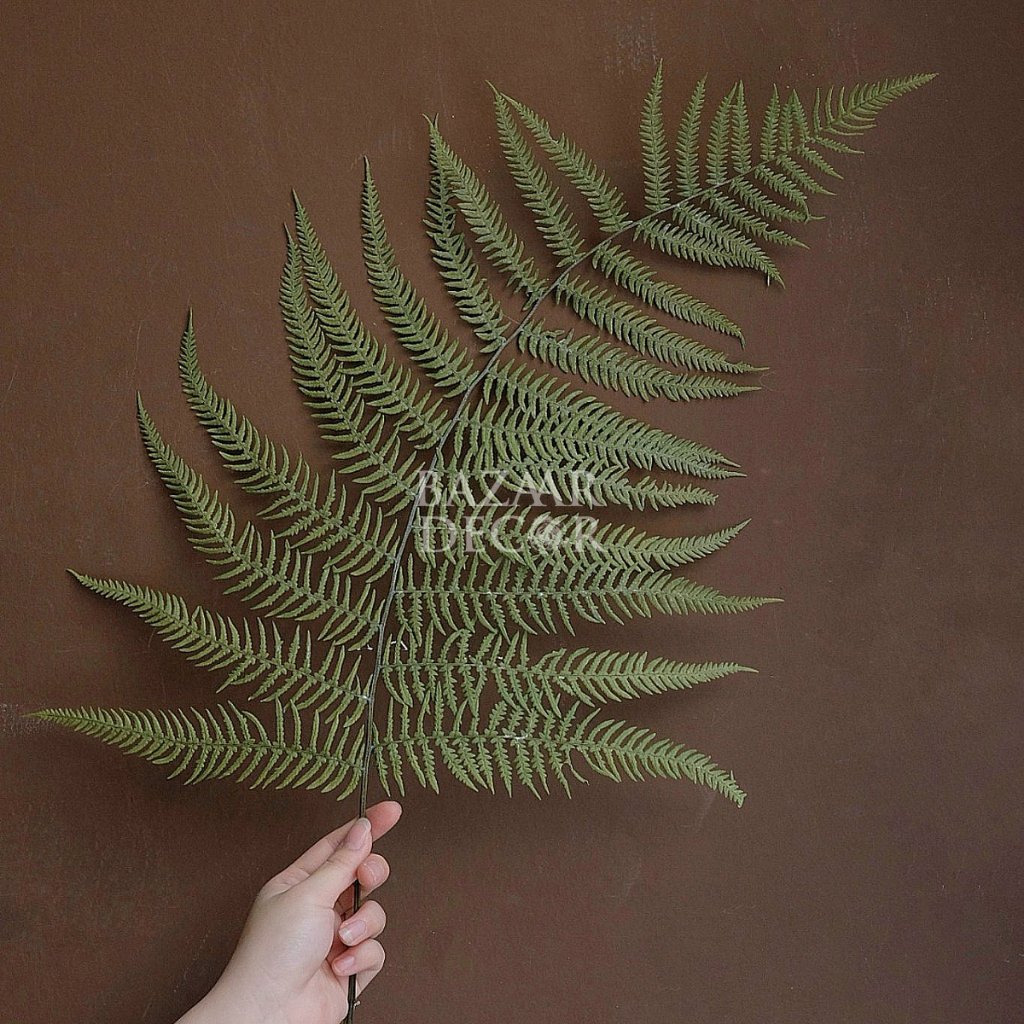 Lá dương xỉ ép khô nguyên lá lớn 50-60cm