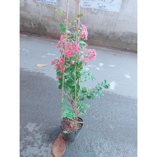 Cây hoa tường vi
