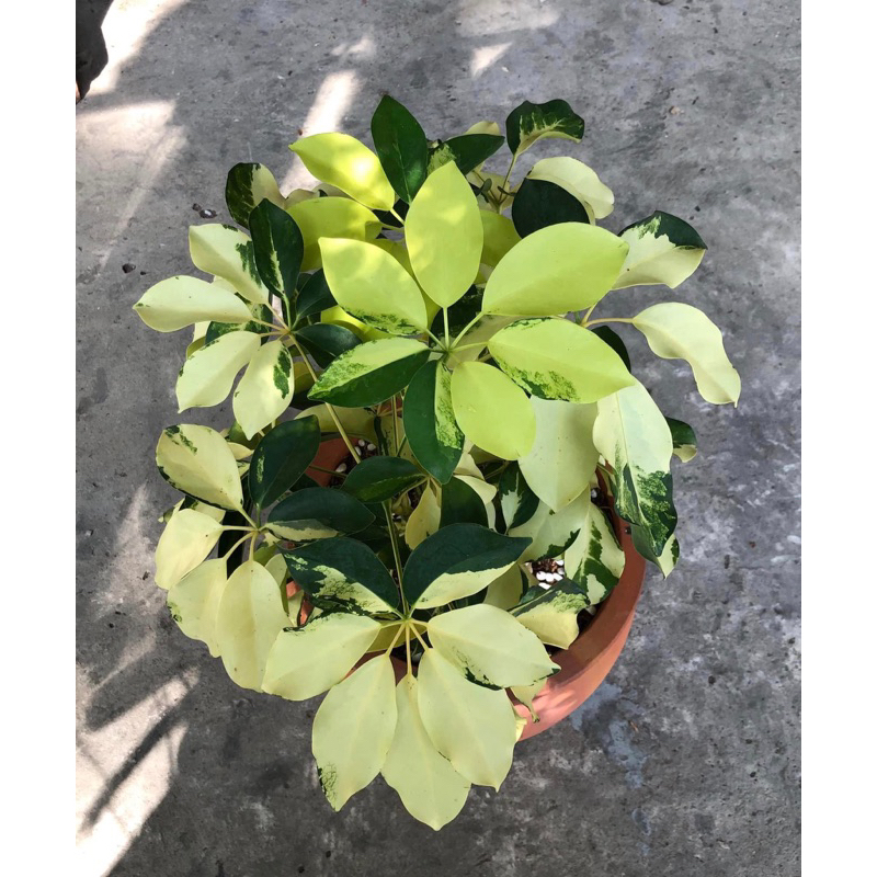 Cây ngũ gia bì cẩm thạch