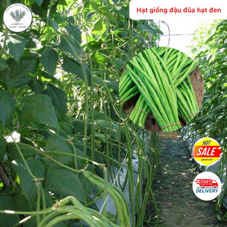 Hạt giống đậu đũa cao sản hạt đen #hatgiongdaudua #hatgiongraucuqua #daudua