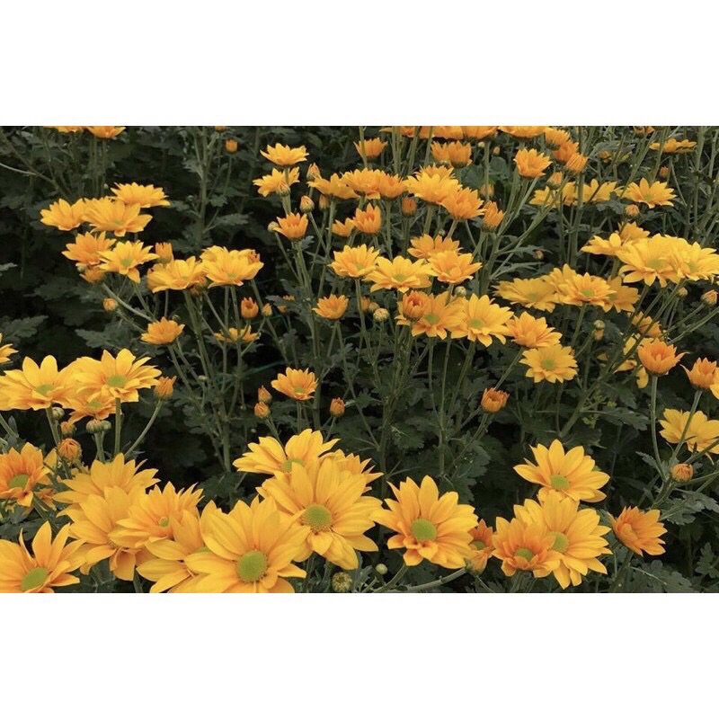 10 cây giống cúc mix 5 màu