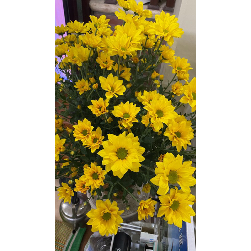 10 cây giống cúc mix 5 màu