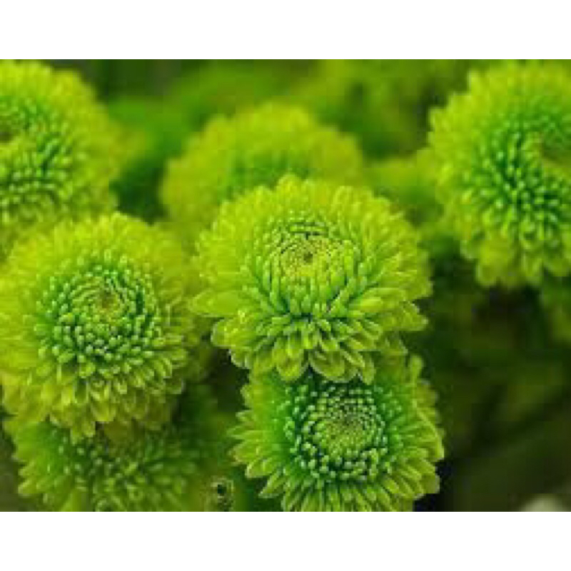 10 cây giống cúc mix 5 màu