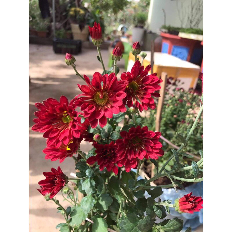 10 cây giống cúc mix 5 màu