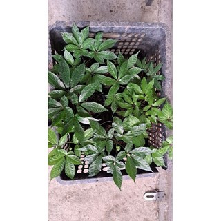 cây giống sâm ngọc linh ( đã lên bầu) ib trực tiếp qua zl 0973251022 để đặt hàng